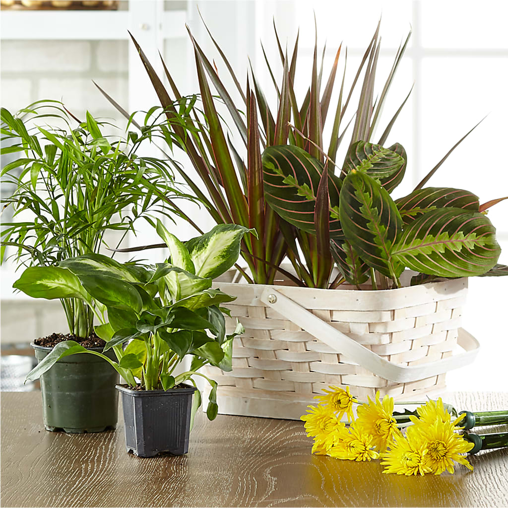 Florist Designed Blooming and Green Plants in a Basket – Artistic Designs Unlimited, Marianna FL