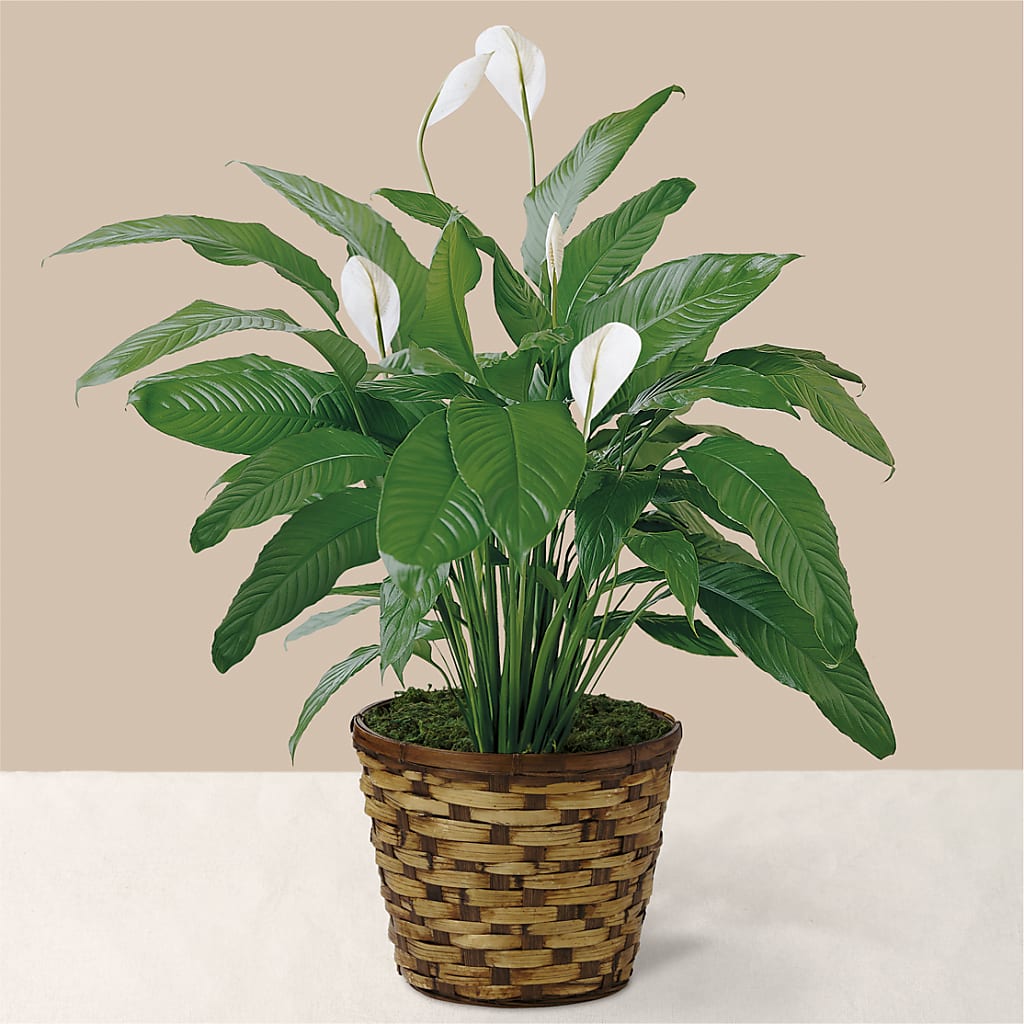 Tranquil Moments Peace Lily Plant – Artistic Designs Unlimited, Marianna FL