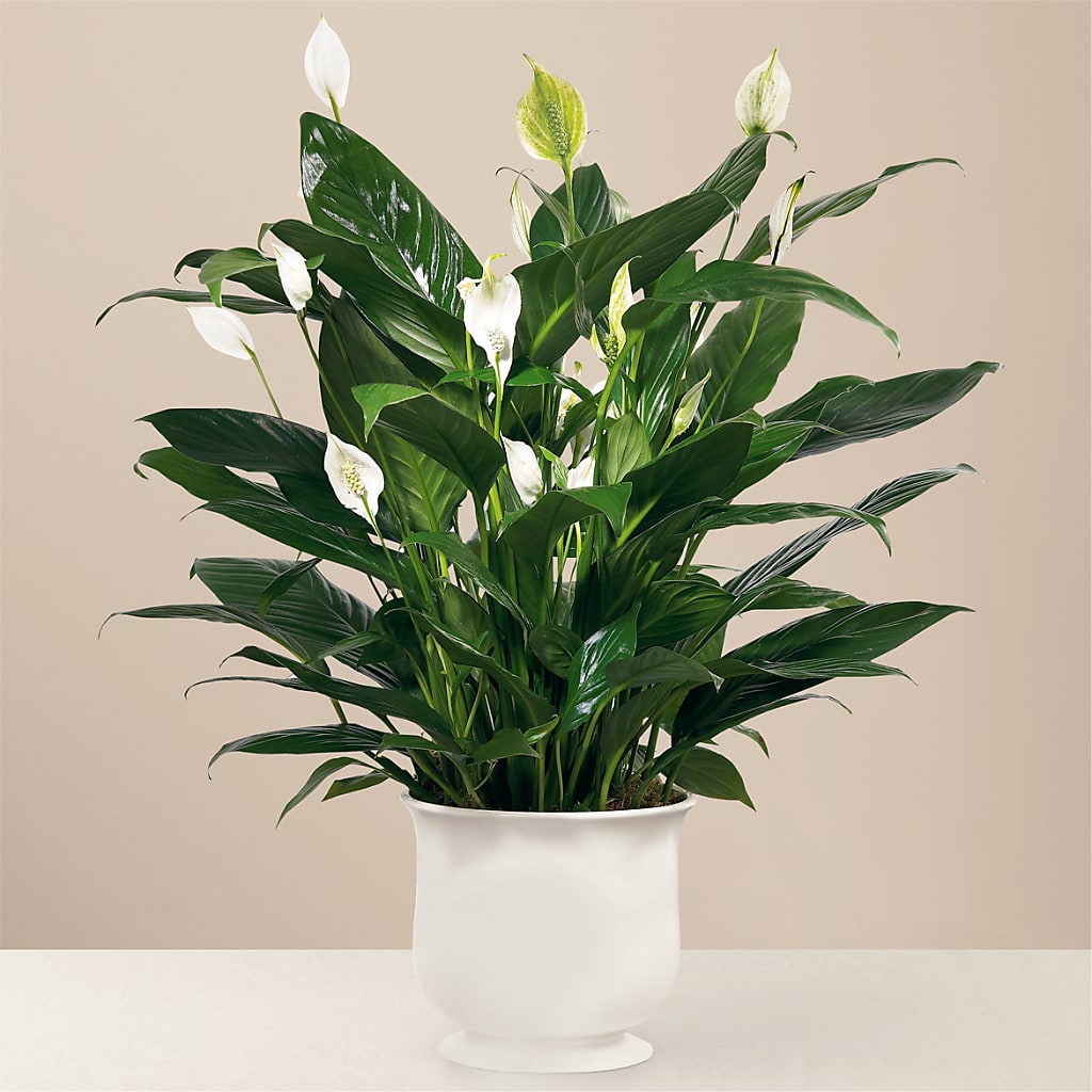Comfort Planter – Artistic Designs Unlimited, Marianna FL