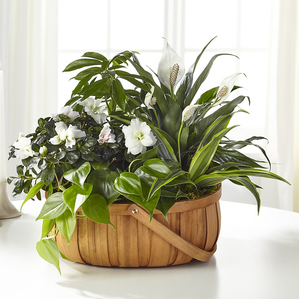 Serene Dishgarden – Artistic Designs Unlimited, Marianna FL