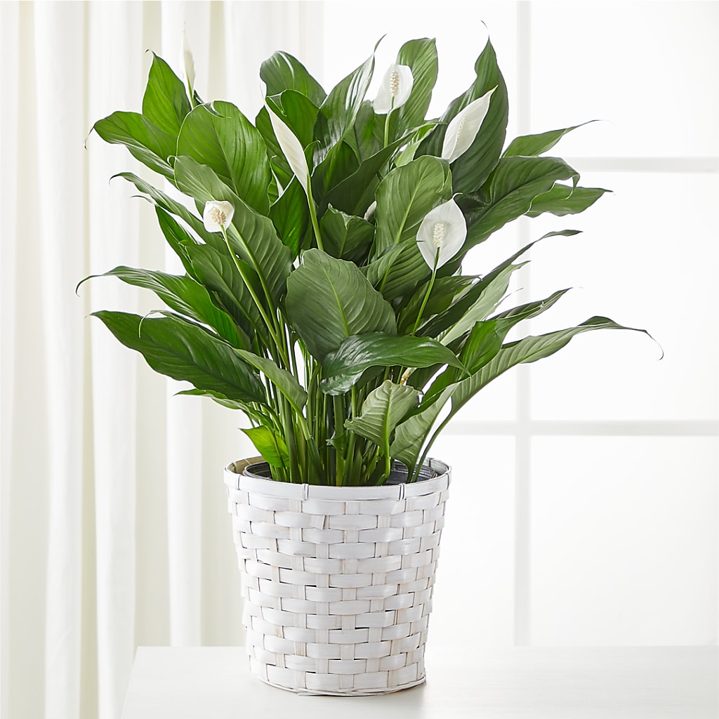 A New Leaf Peace Lily – Artistic Designs Unlimited, Marianna FL