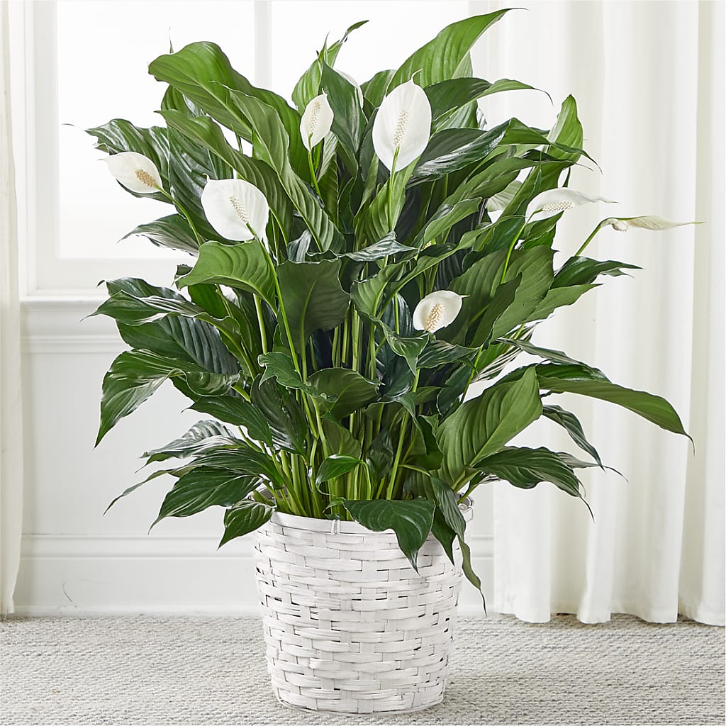A New Leaf Peace Lily – Artistic Designs Unlimited, Marianna FL