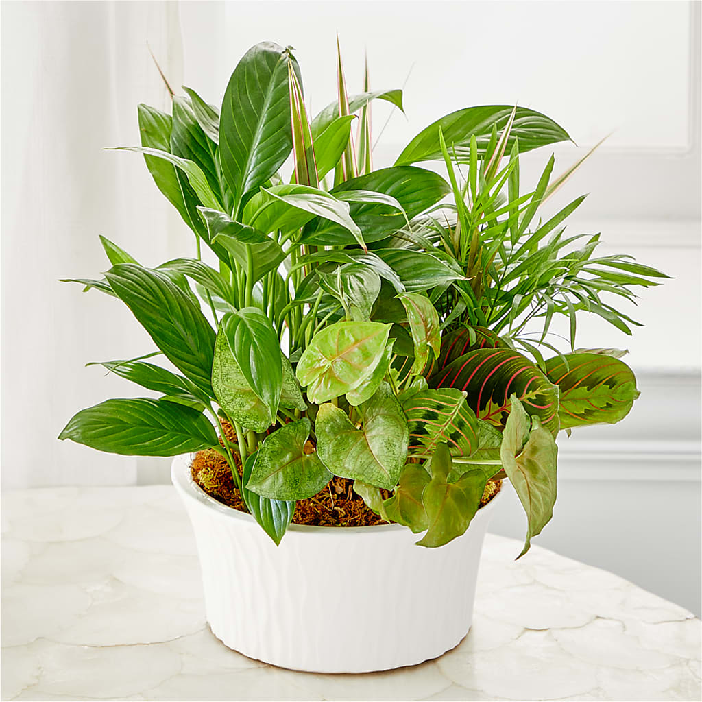 Balance & Harmony Dishgarden – Artistic Designs Unlimited, Marianna FL