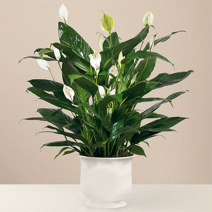 Comfort Planter –  Artistic Designs Unlimited, Marianna FL
