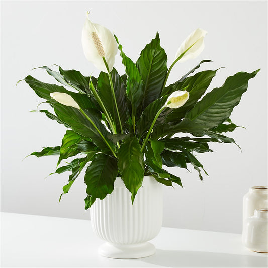 Comfort Planter –  Artistic Designs Unlimited, Marianna FL