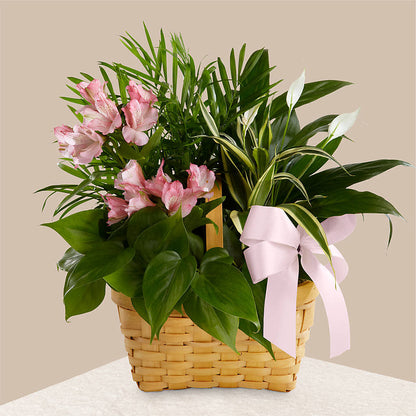 Living Spirit Dishgarden –  Artistic Designs Unlimited, Marianna FL