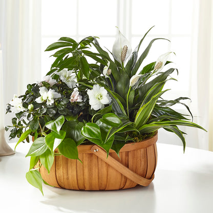 Serene Dishgarden –  Artistic Designs Unlimited, Marianna FL