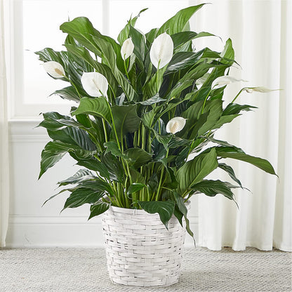 peace lily representation A New Leaf Peace Lily – white flower arrangement | Marianna, FL