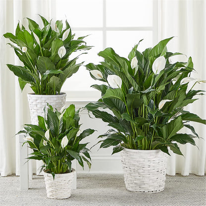 A New Leaf Peace Lily –  Artistic Designs Unlimited, Marianna FL