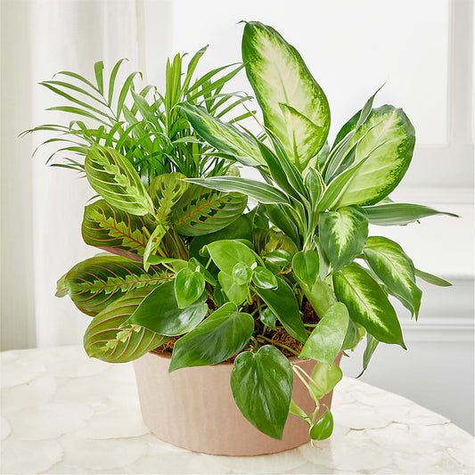 Balance & Harmony Dishgarden –  Artistic Designs Unlimited, Marianna FL