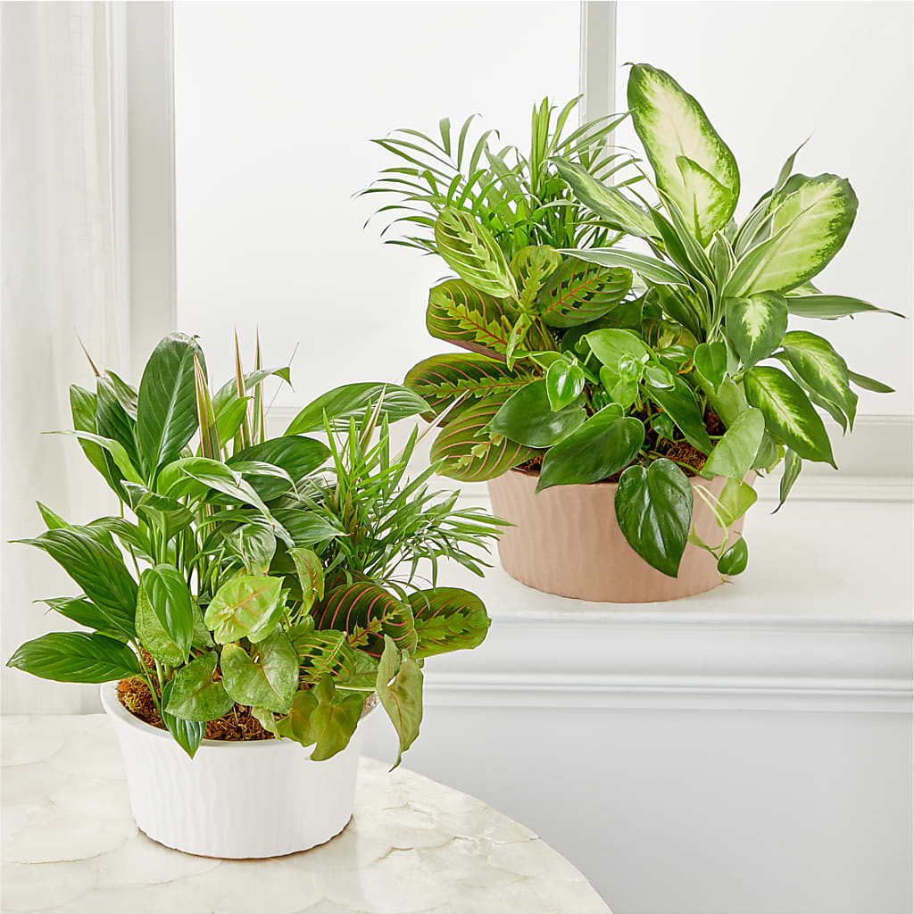 Balance & Harmony Dishgarden –  Artistic Designs Unlimited, Marianna FL